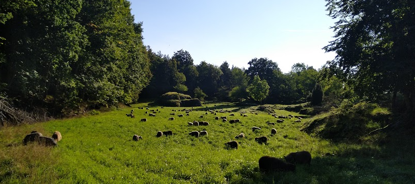 Sauer og lam på Haugen september 2023